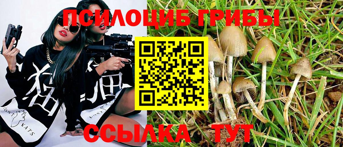 Вольск  Псилоцибиновые грибы Psilocybine cubensis  Вход с VPN 